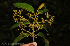 Chilocarpus atroviridis